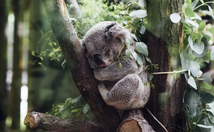 Actuele opdracht: Natuur voor lange tijd verwoest in Australië